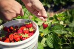 Pick Your Own Juicy Strawberries By Hand At Joe's Farm In Ok